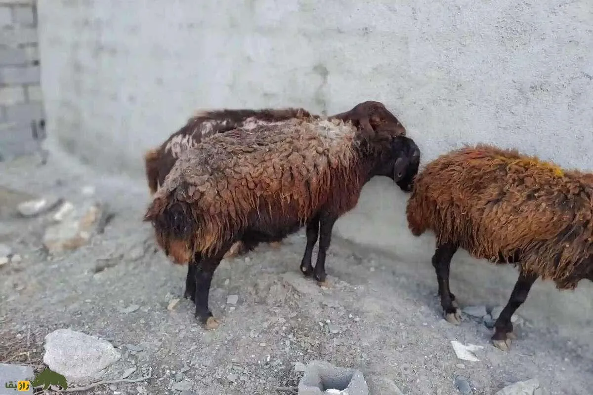 افشار، کردی یا شال؛ بهترین نژاد گوسفند ایرانی برای نگهداری در مزرعه کوچک و خانگی کدام است؟