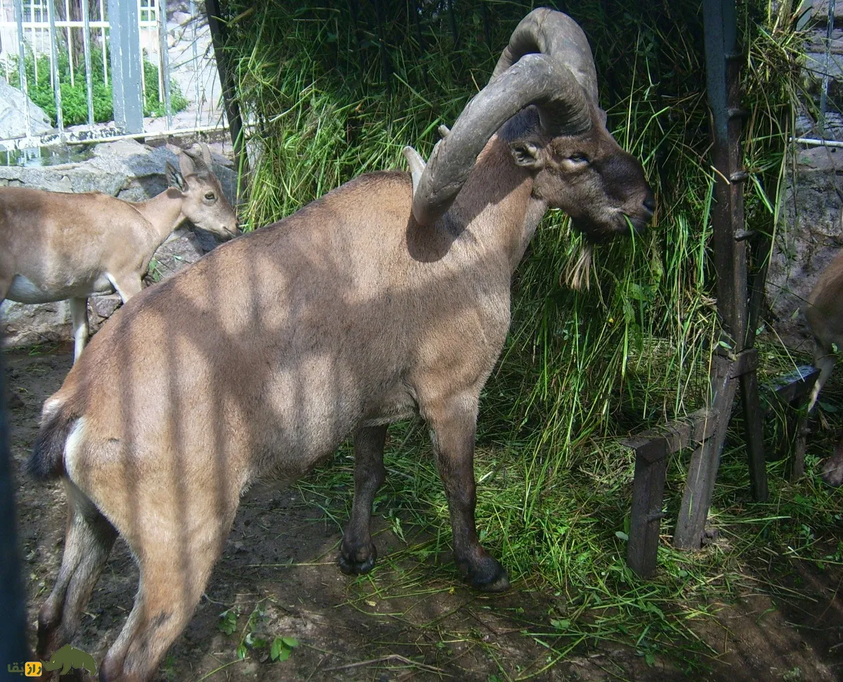 بز کوهی داغستانی