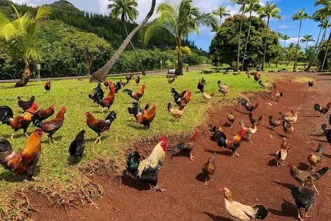 (ویدئو) تصرف هاوایی توسط مرغ و خروس‌های وحشی؛ مرغ و خروس‌ها در تمام کوچه پس کوچه‌های هاوایی حضور فعال و خسارت‌بار دارند
