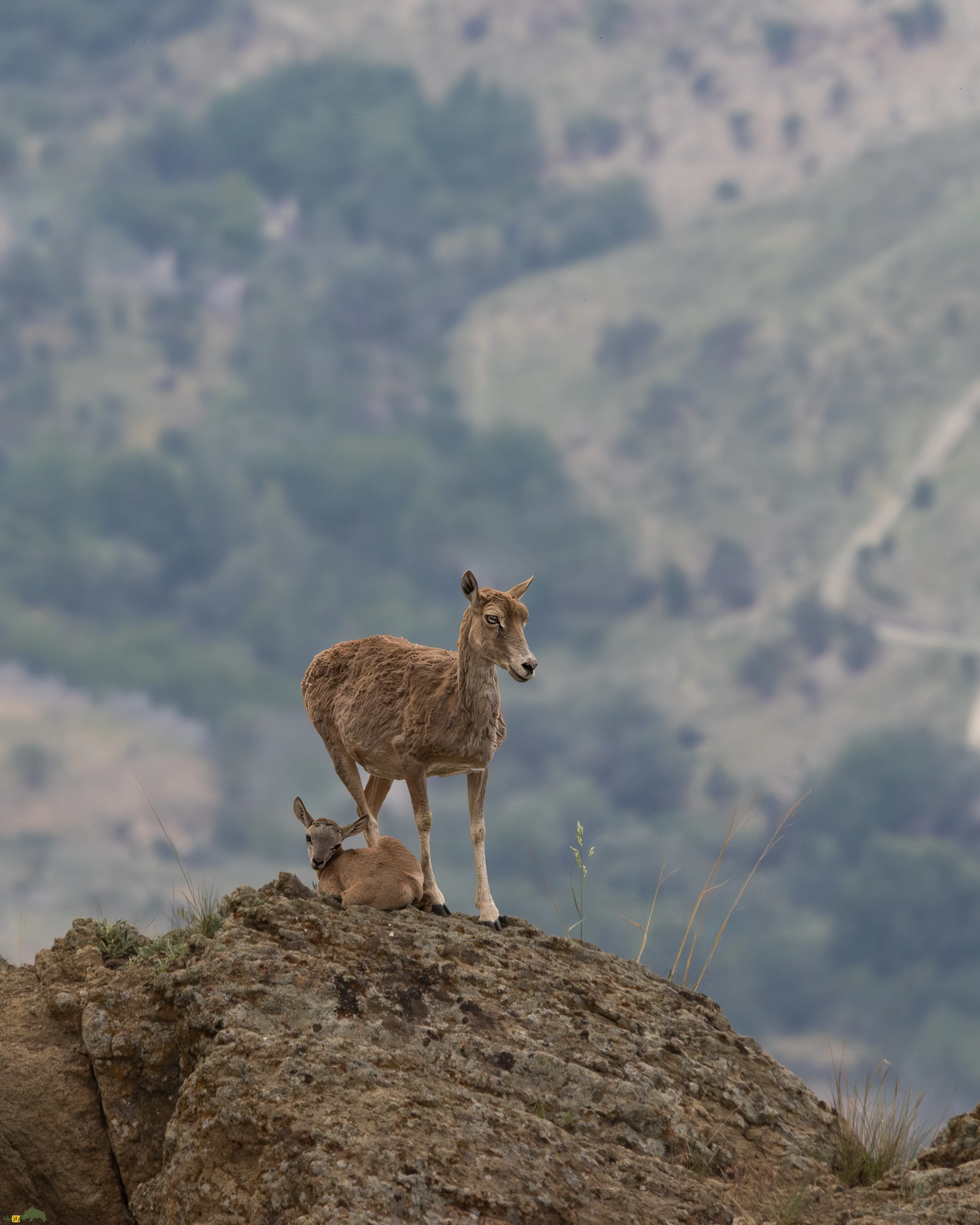 میش مادر و بره اش در ارتفاعات یک کوه