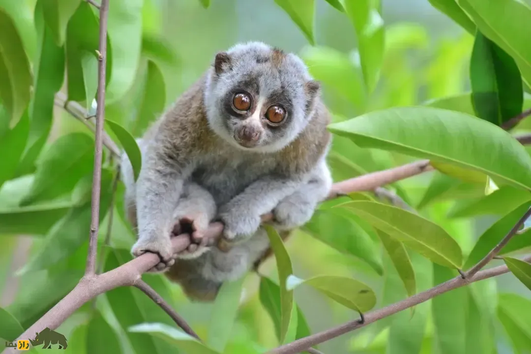 Slow loris (چشم‌گرد تنبل)