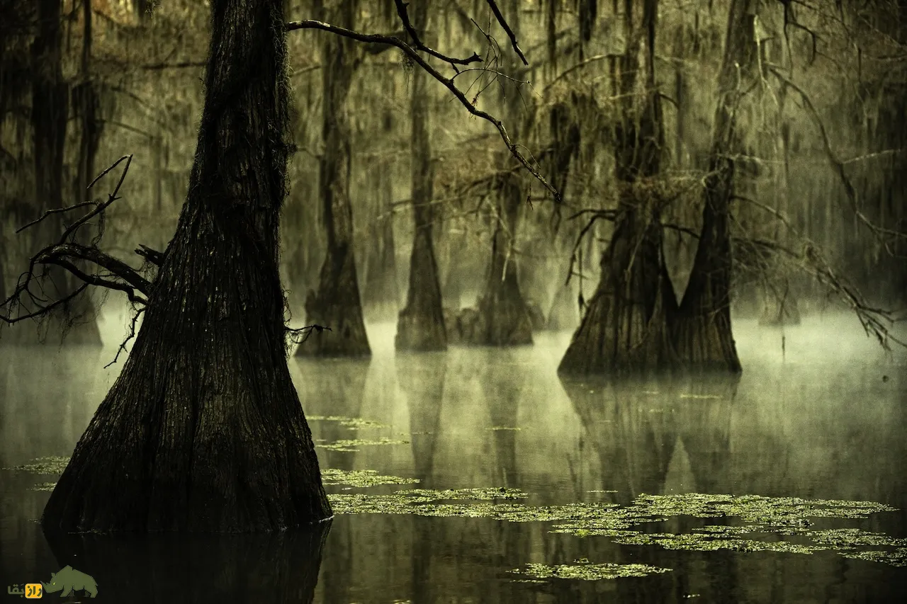 دریاچه مورپاس Lake_Maurepas