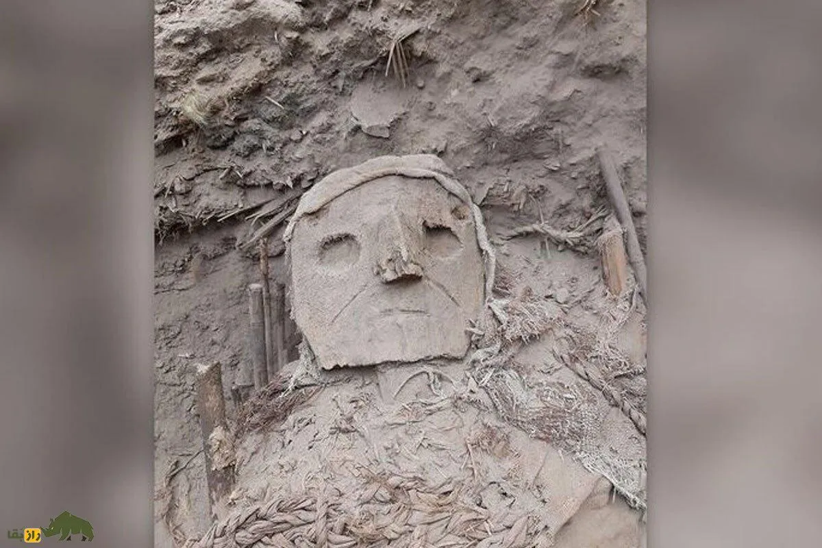 دی‌ان‌ای انسان در «تخم شپش» چه می‌کند؟!
