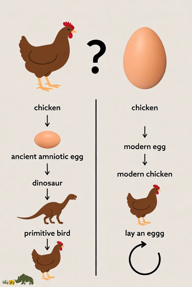مرغ و تخم مرغ