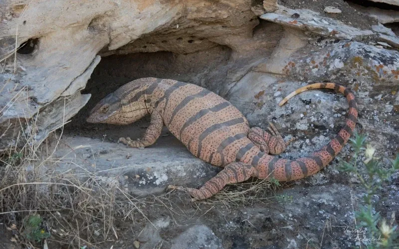 بزمجه بیابانی