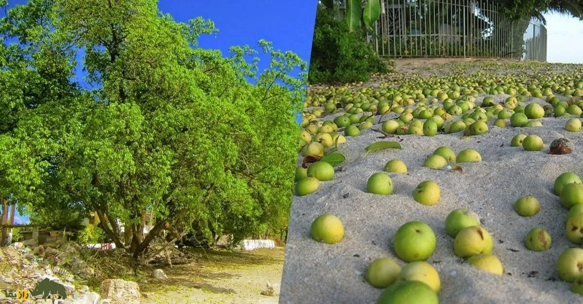 مرگبارترین درخت جهان؛ به میوه و برگ این درخت دست نزنید!
