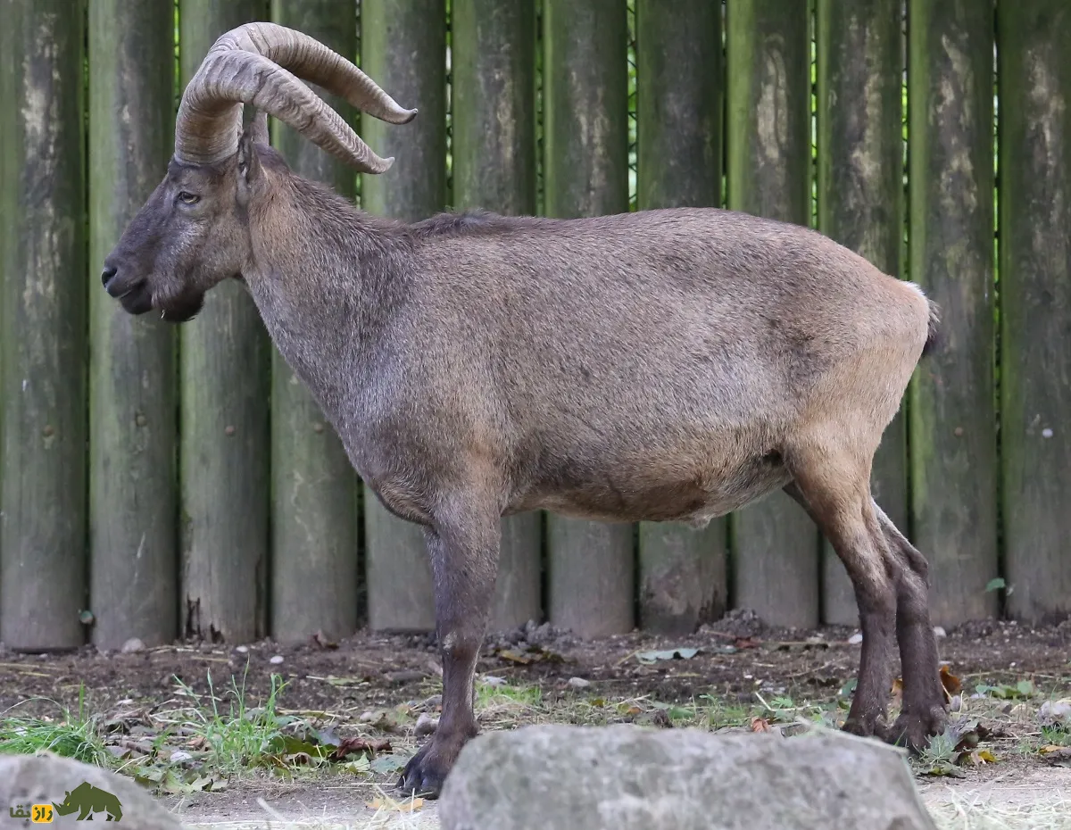 بز کوهی داغستانی