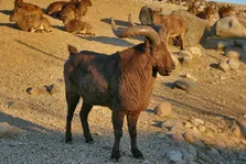 بز کوهی داغستانی؛ بز کوهی ساکن آذربایجان و گرجستان که روی صخره‌های به شدت صعب‌العبور زندگی و به صورت عمودی مهاجرت می‌کند