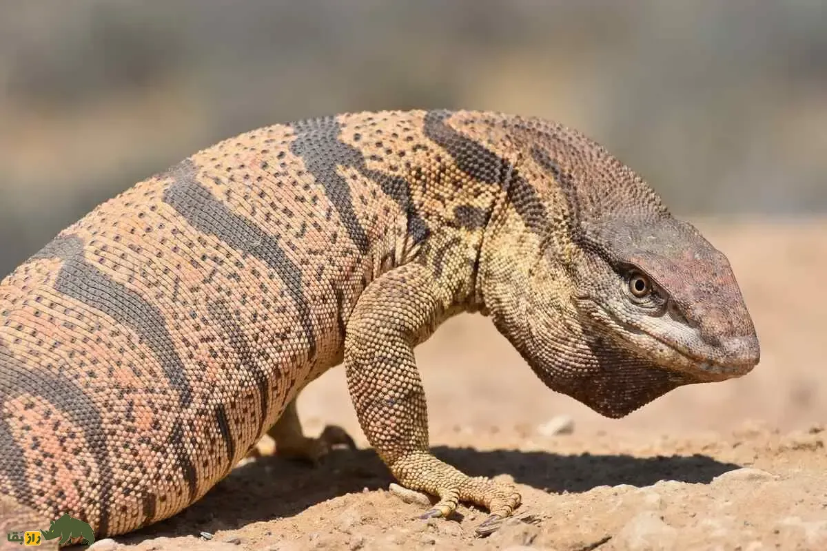 بزمجه