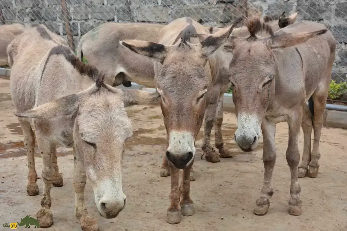 طلایی پرطرفدار در بدن الاغ؛ ۶ میلیون الاغ برای تولید اکسیر جوانی سلاخی می‌شوند!