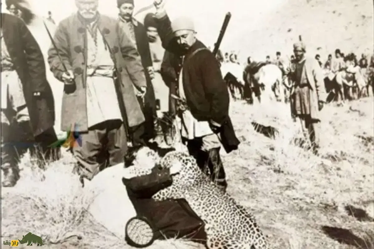 روزگاری که تهران پلنگ داشت؛ پلنگ‌های تهران کجا رفتند؟
