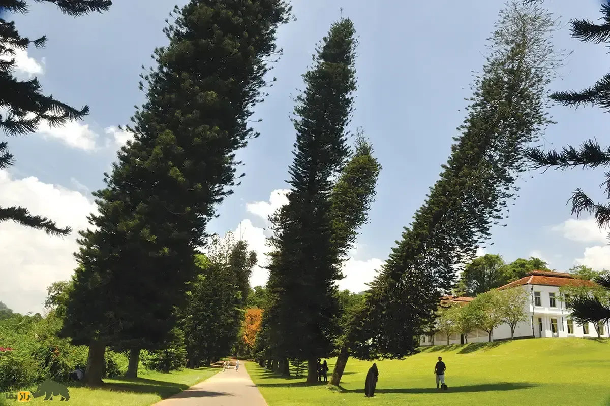 کاج کوک؛ درختی باقی مانده از دوران دایناسور‌ها که هر جای دنیا باشد به سمت خط استوا خم می‌شود!