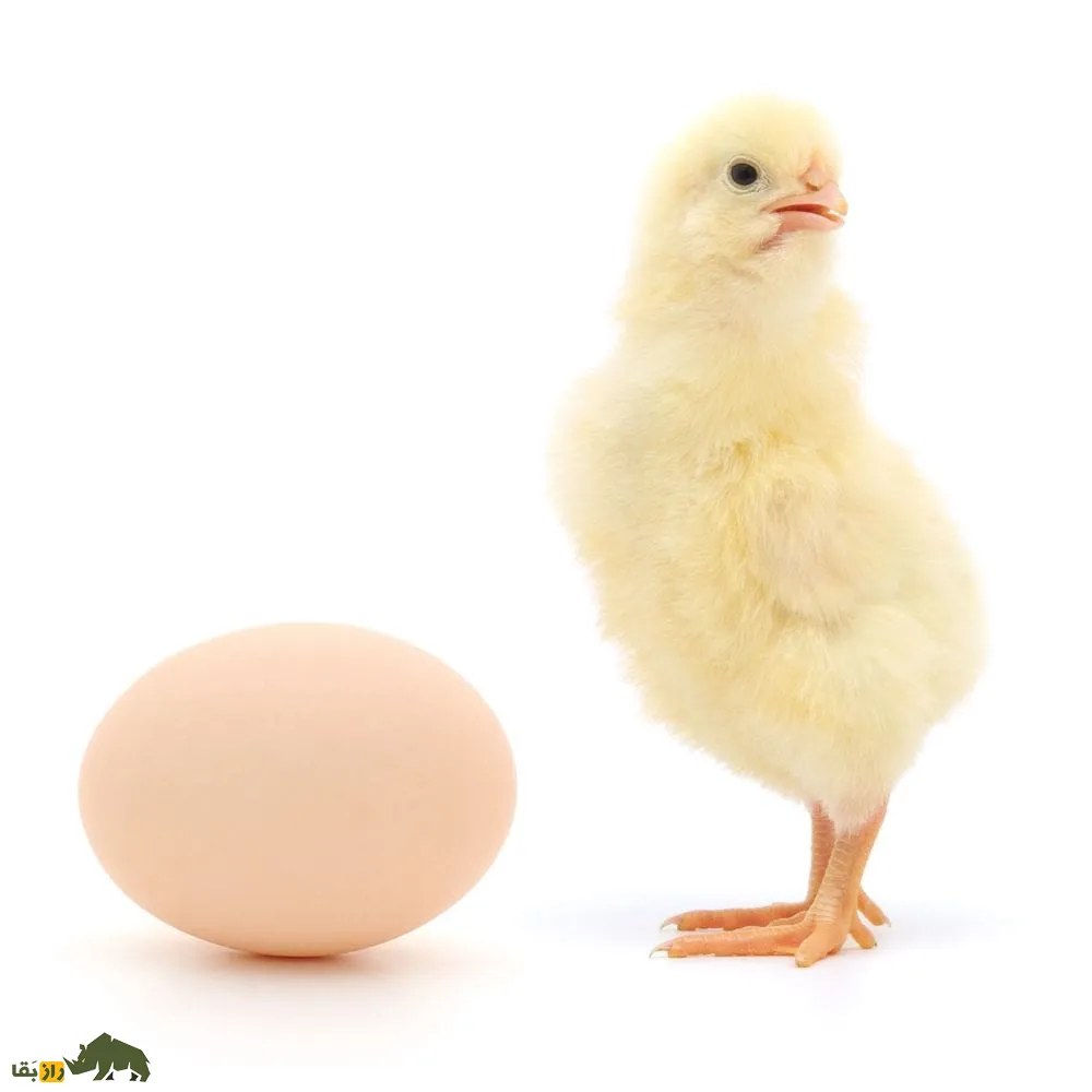 جوجه مرغ در کنار یک تخم مرغ